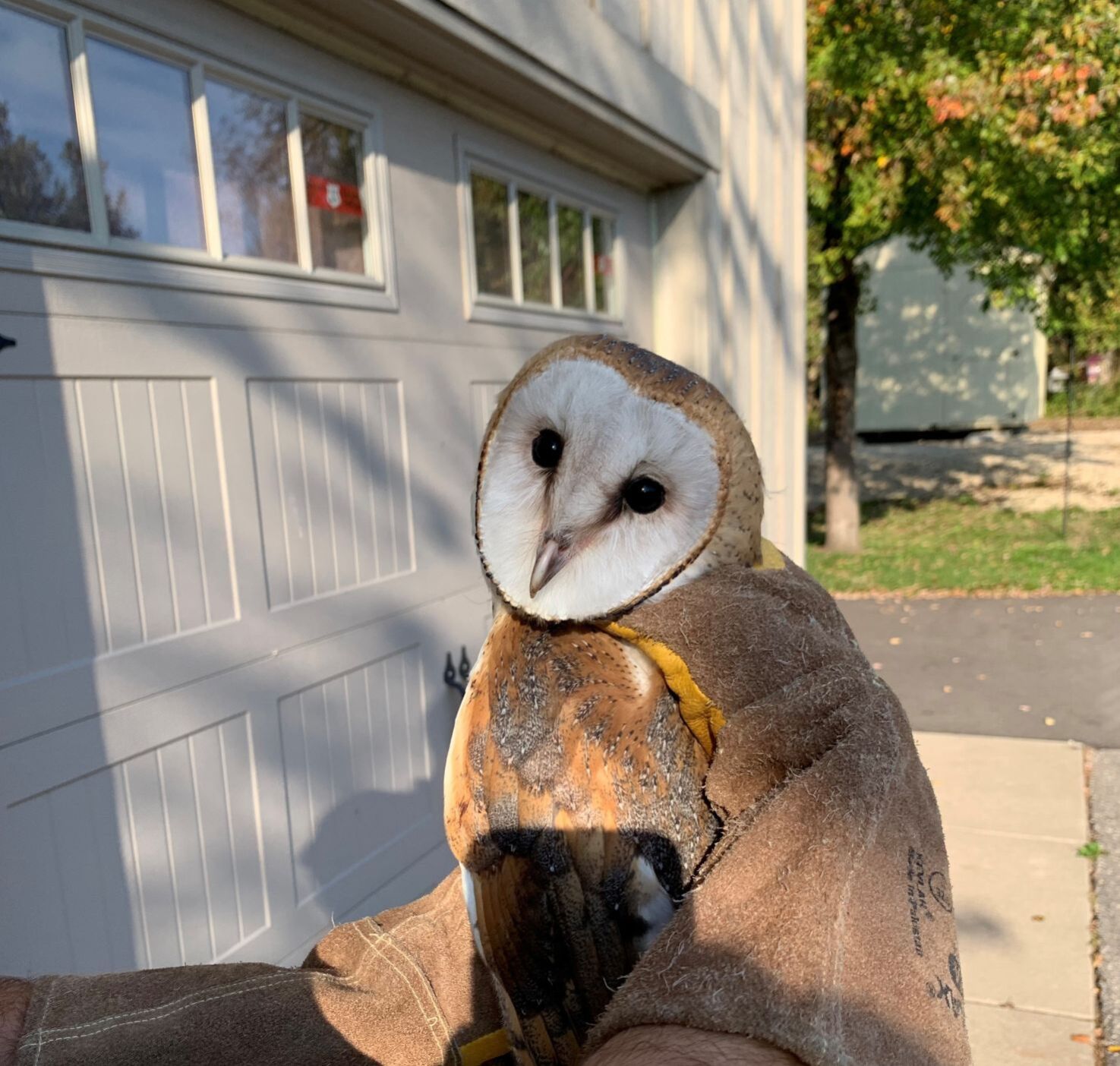 Barn owl nest spotted in La Crosse, first documented in state in more than 20 years